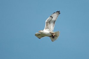 Hawk, Ferruginous, 2005-05310725 Whyoming